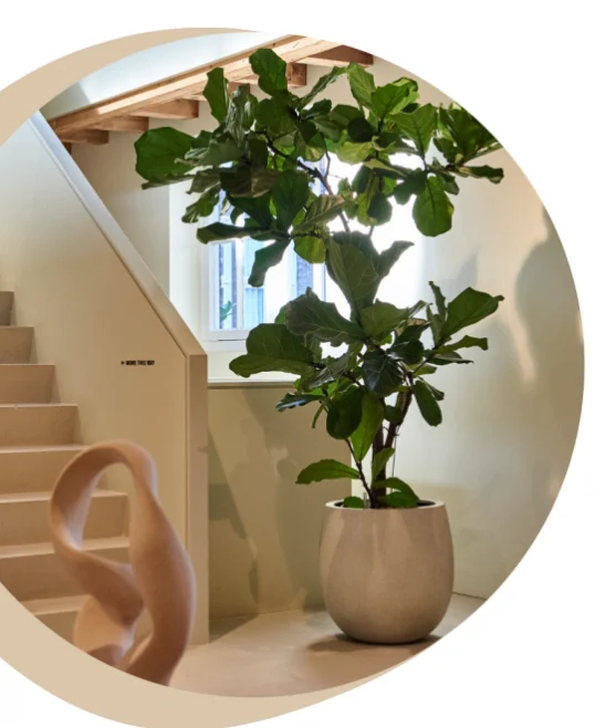 interieurbeplanting